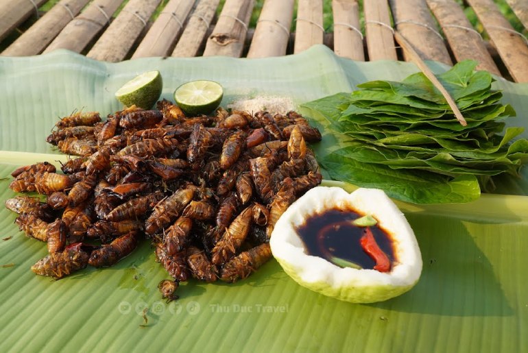 Ve Sầu Sữa Chiên Giòn – Đặc Sản Độc Đáo Của Bình Phước