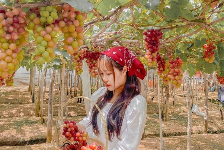 Vườn Nho Ba Mọi – Vườn Nho Đẹp Nổi Tiếng Xứ Phan Rang