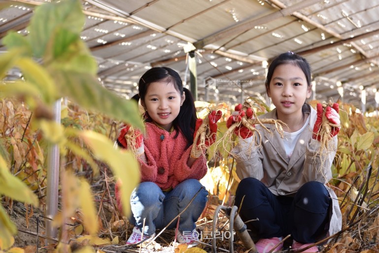 Tour Mùa Lá Đỏ Hàn Quốc - Seoul - Nami Island – Everland 4 ngày 4 đêm