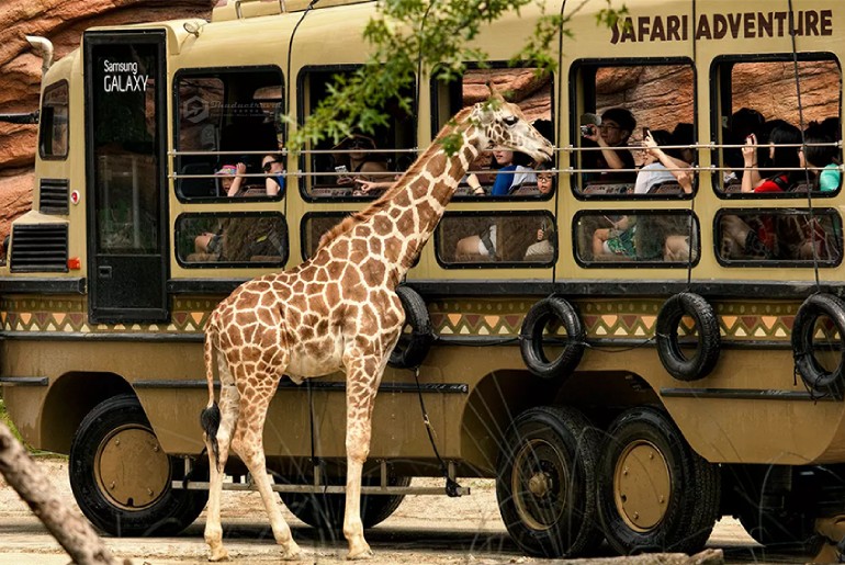 Tour Mùa Lá Đỏ Hàn Quốc - Seoul - Nami Island – Everland 4 ngày 4 đêm